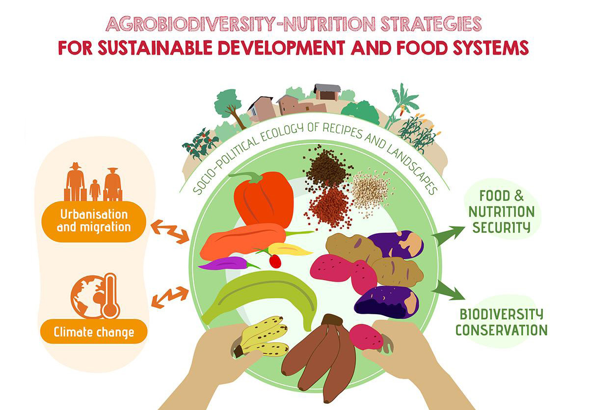 A graphic Zimmerer created to visualize his research on the interplay between human activity and the environment. (