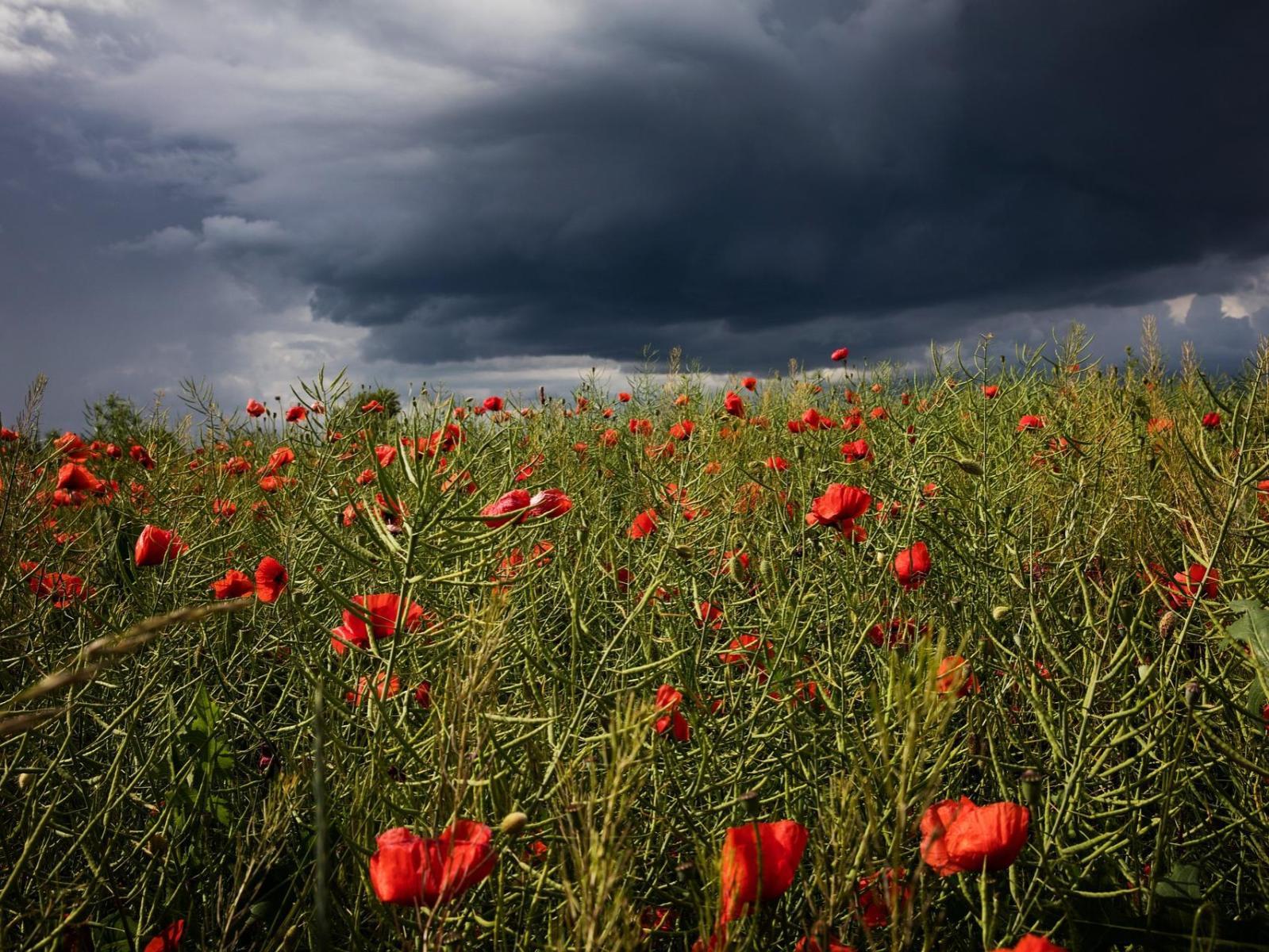 storm field