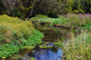 Millbrook Marsh